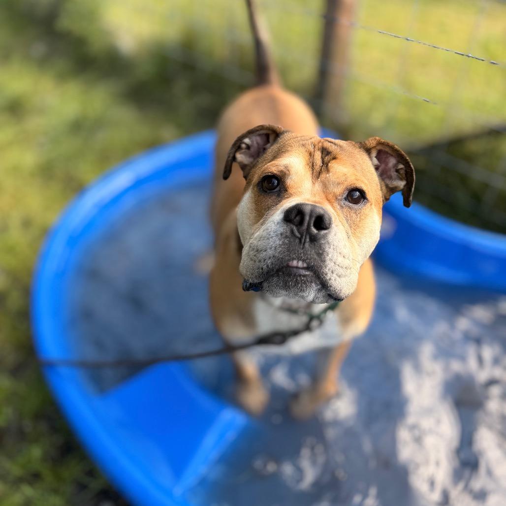 Enlarge Yookie, a Adoptable English Bulldog in Bellingham, WA image 3/6