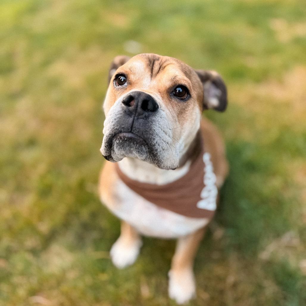 Enlarge Yookie, a Adoptable English Bulldog in Bellingham, WA image 4/6
