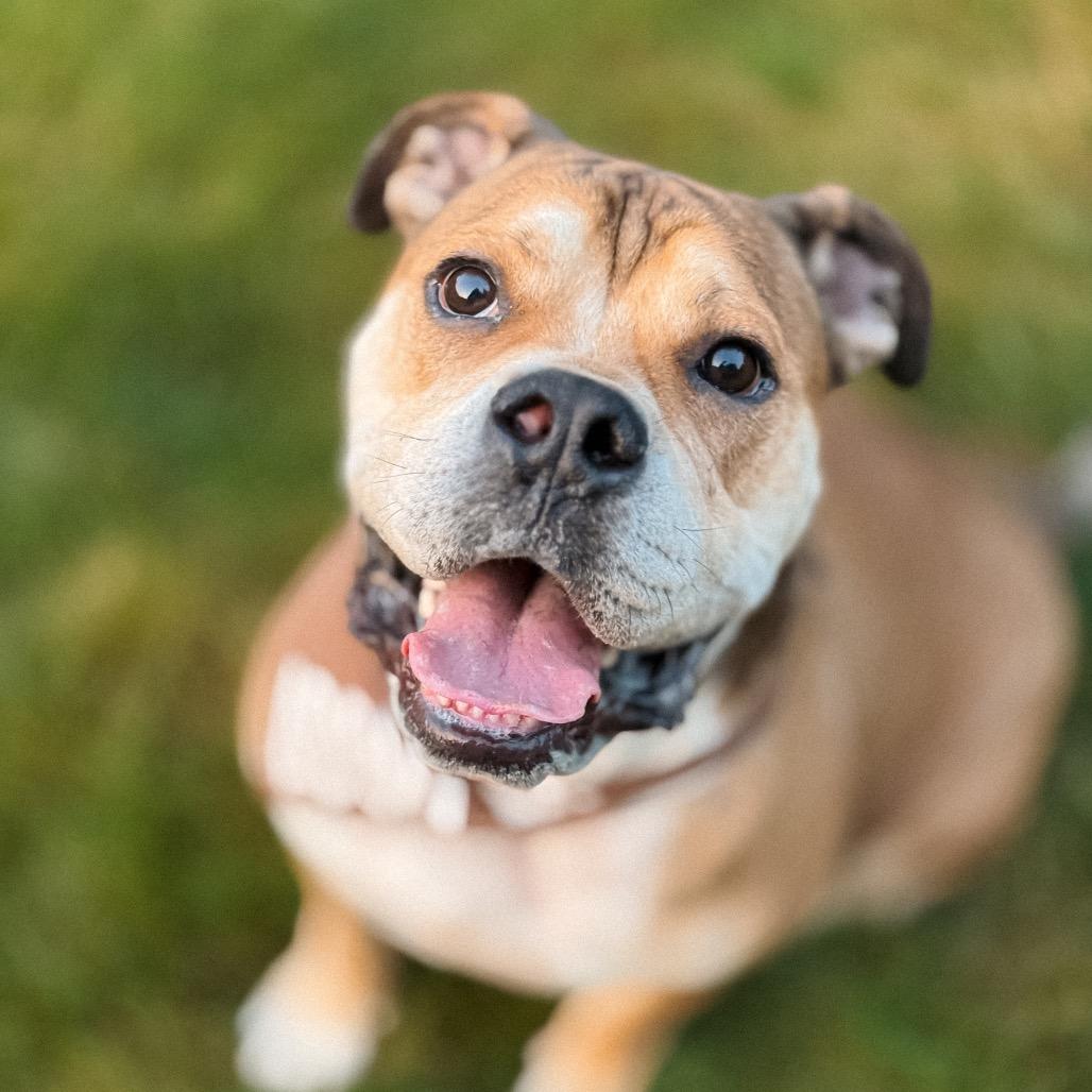 Enlarge Yookie, a Adoptable English Bulldog in Bellingham, WA image 5/6