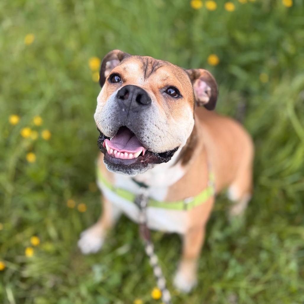 Enlarge Yookie, a Adoptable English Bulldog in Bellingham, WA image 6/6