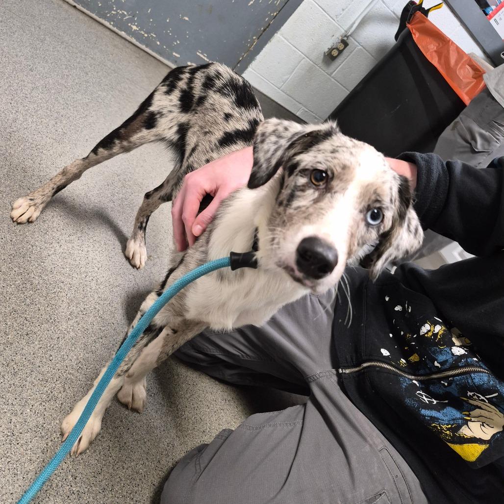 Enlarge Calypso, a Adoptable mixed breed in Oak Ridge, TN image 1/2