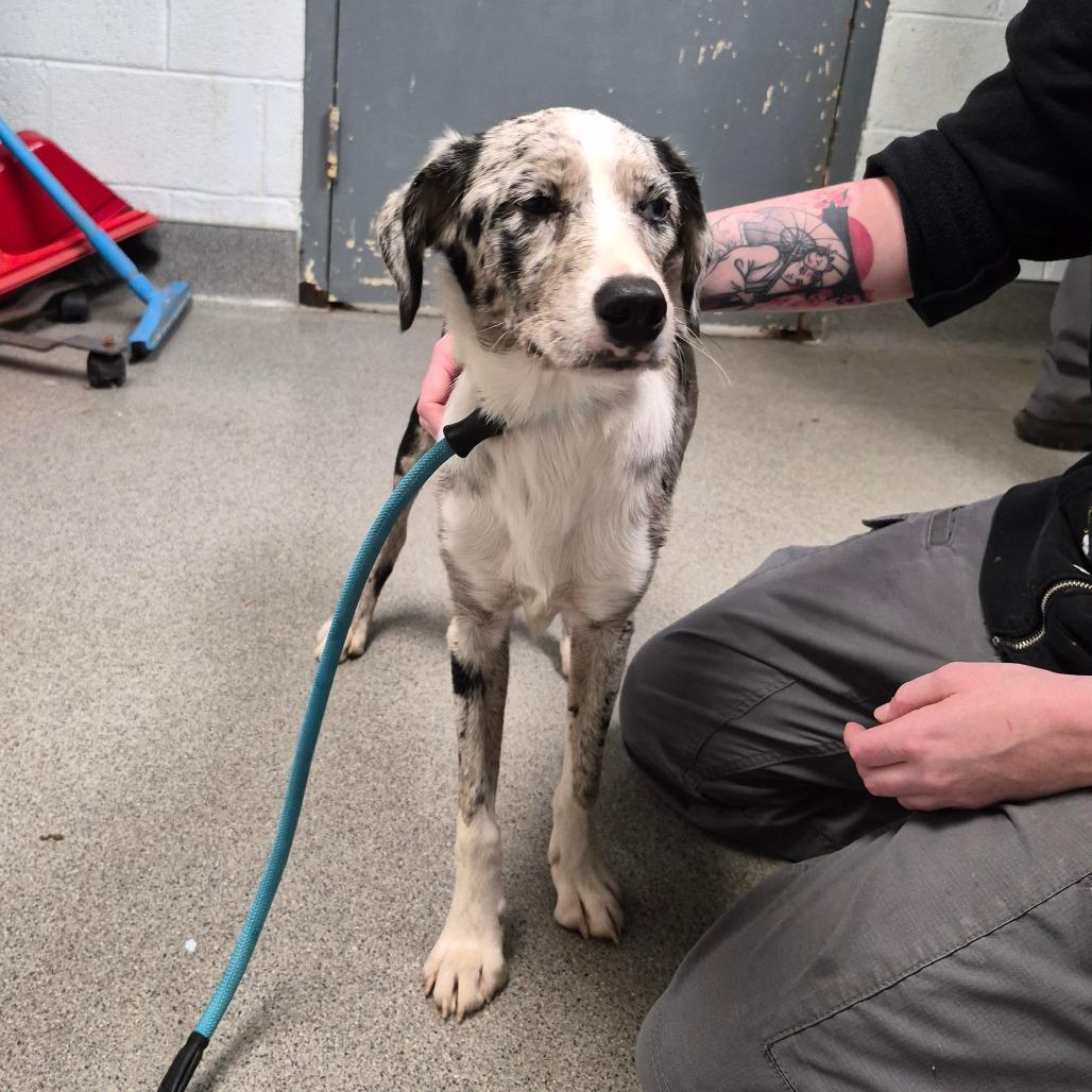 Enlarge Calypso, a Adoptable mixed breed in Oak Ridge, TN image 2/2