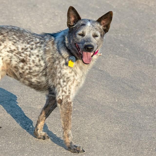 CIRCE, Adoptable, Young Female Australian Cattle Dog / Blue Heeler.