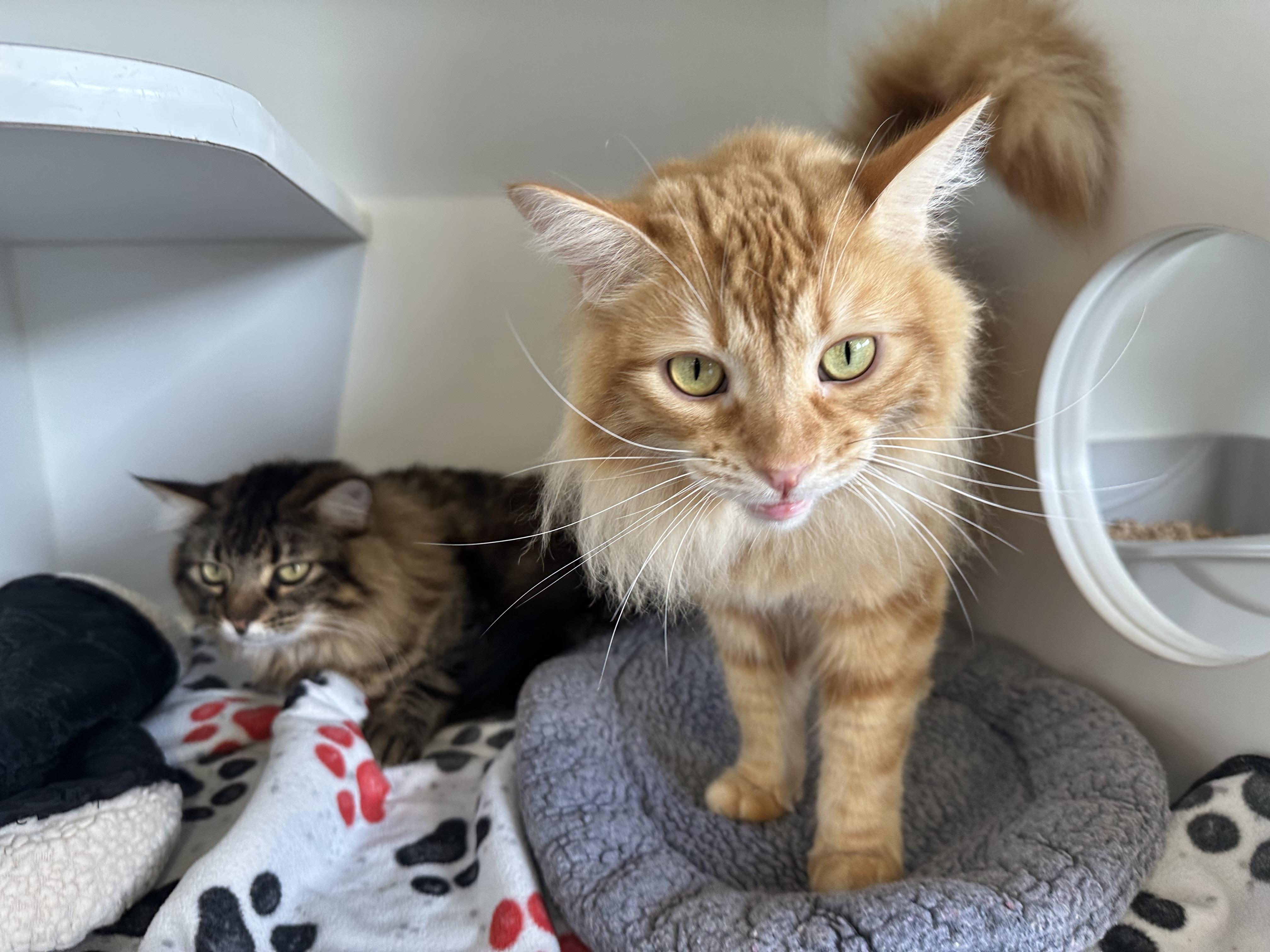 Enlarge Alfie and Otto, a Adoptable mixed breed in Seattle, WA image 4/6