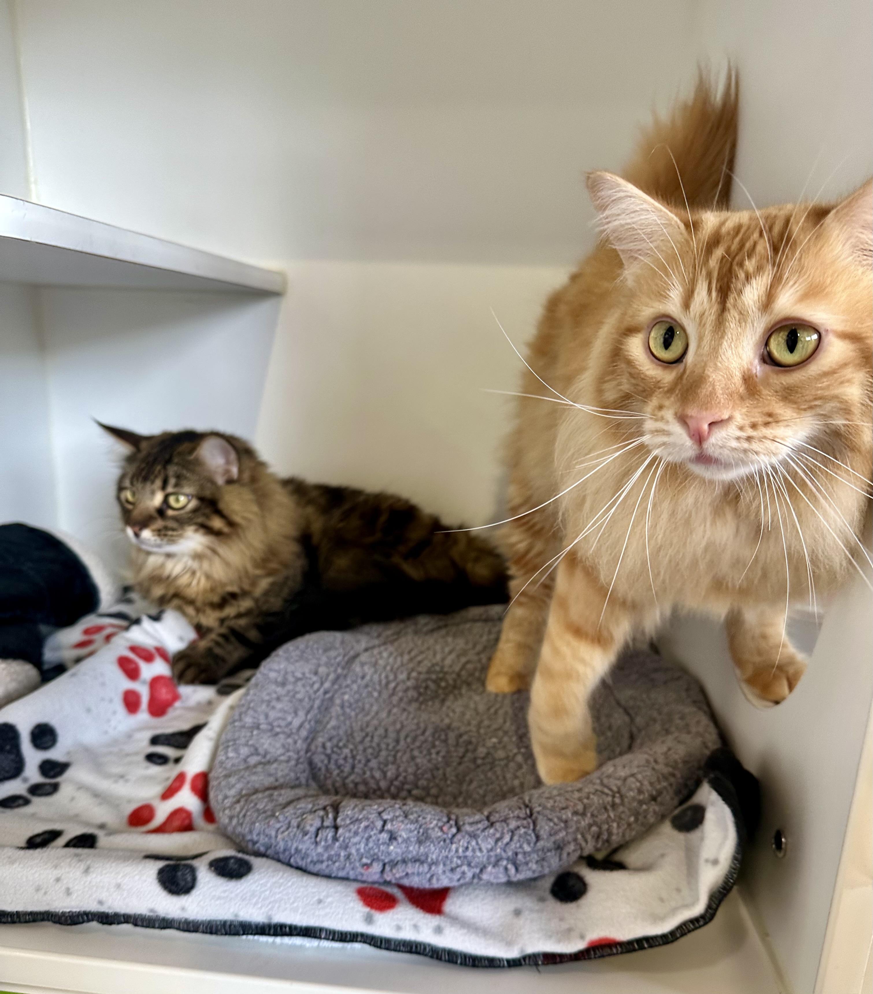 Enlarge Alfie and Otto, a Adoptable mixed breed in Seattle, WA image 6/6