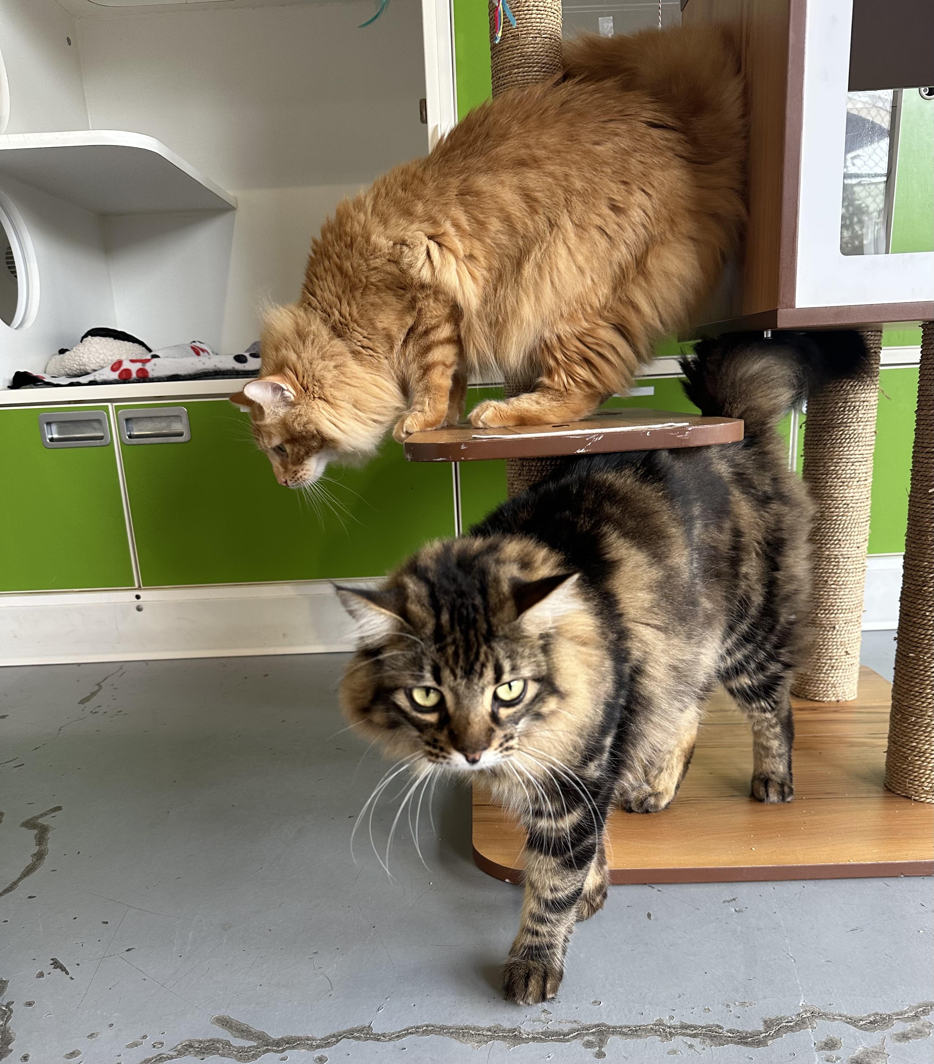 Enlarge Alfie and Otto, a Adoptable mixed breed in Seattle, WA image 5/6