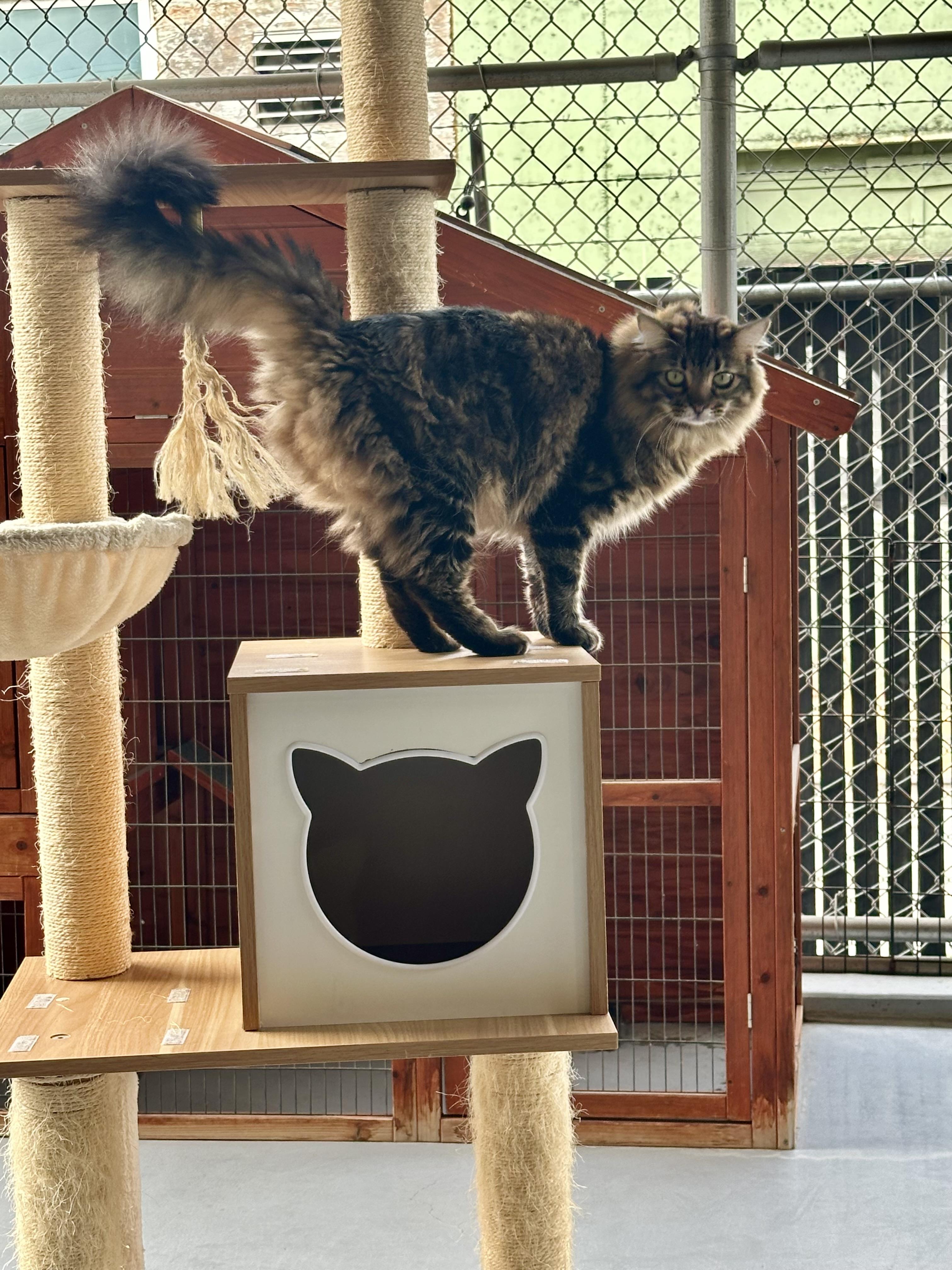 Alfie and Otto, Adoptable, Adult Male Maine Coon.