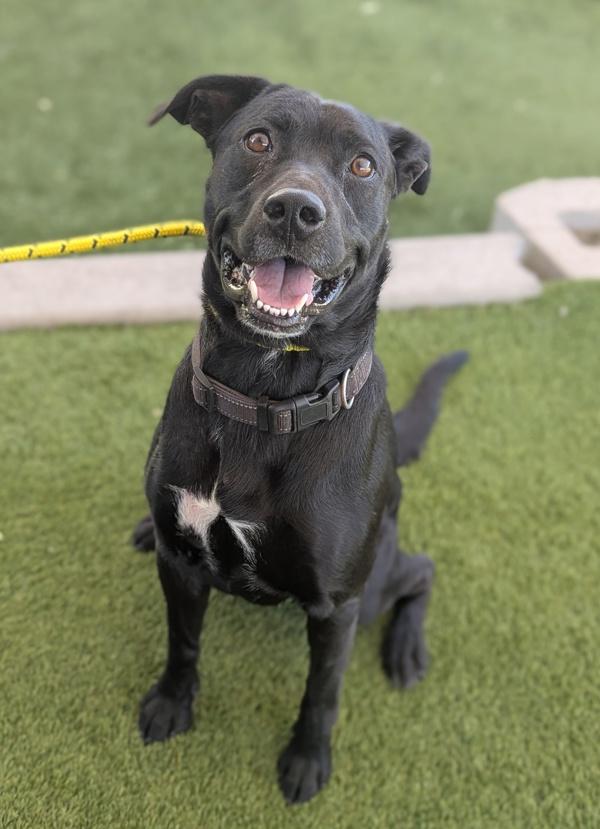 *Delby*, Adoptable, Young Male Boxer.