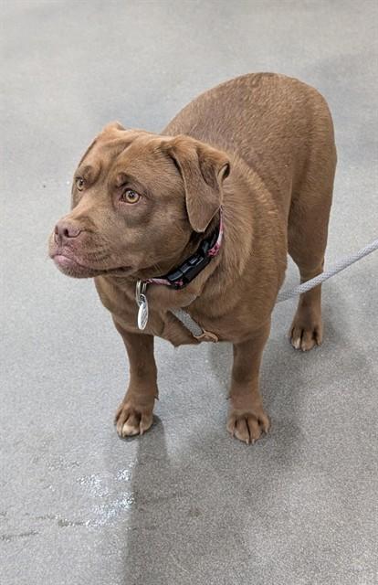 CO CO, Adoptable, Young Female Labrador Retriever & Mixed Breed.