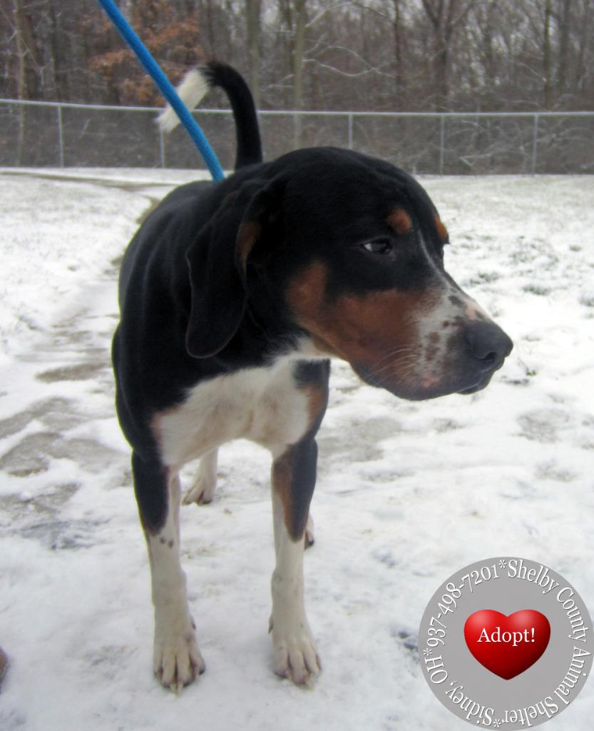 Enlarge Confetti Yrly 504, a Adoptable mixed breed in Sidney, OH image 1/3