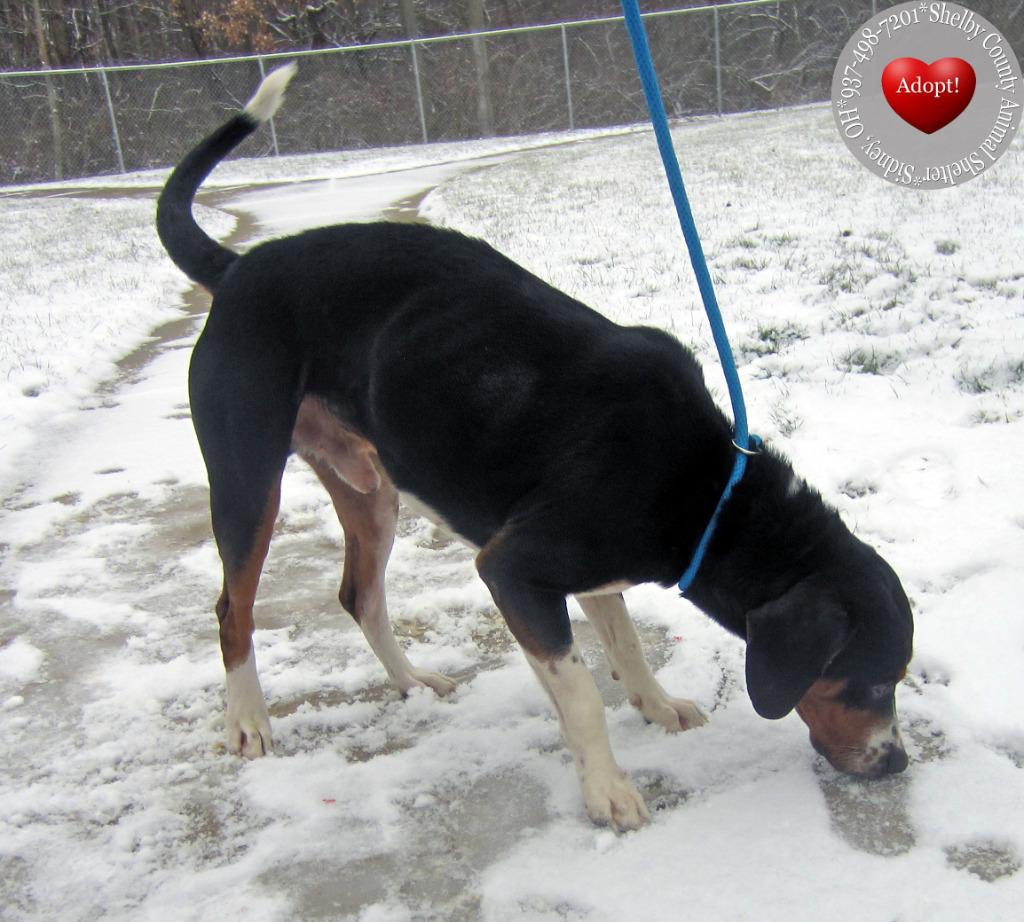 Enlarge Confetti Yrly 504, a Adoptable mixed breed in Sidney, OH image 3/3
