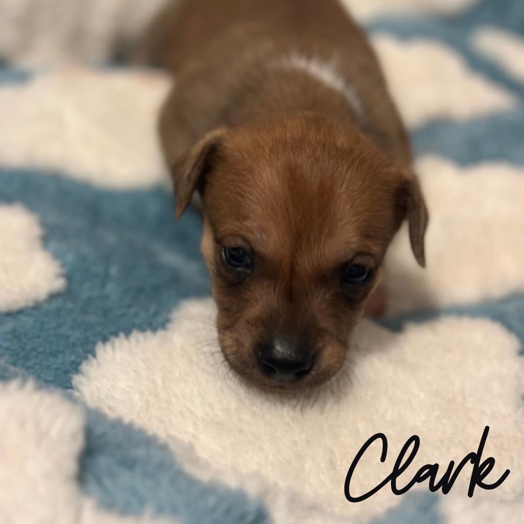 Clark, Adoptable, Puppy Male Mixed Breed.