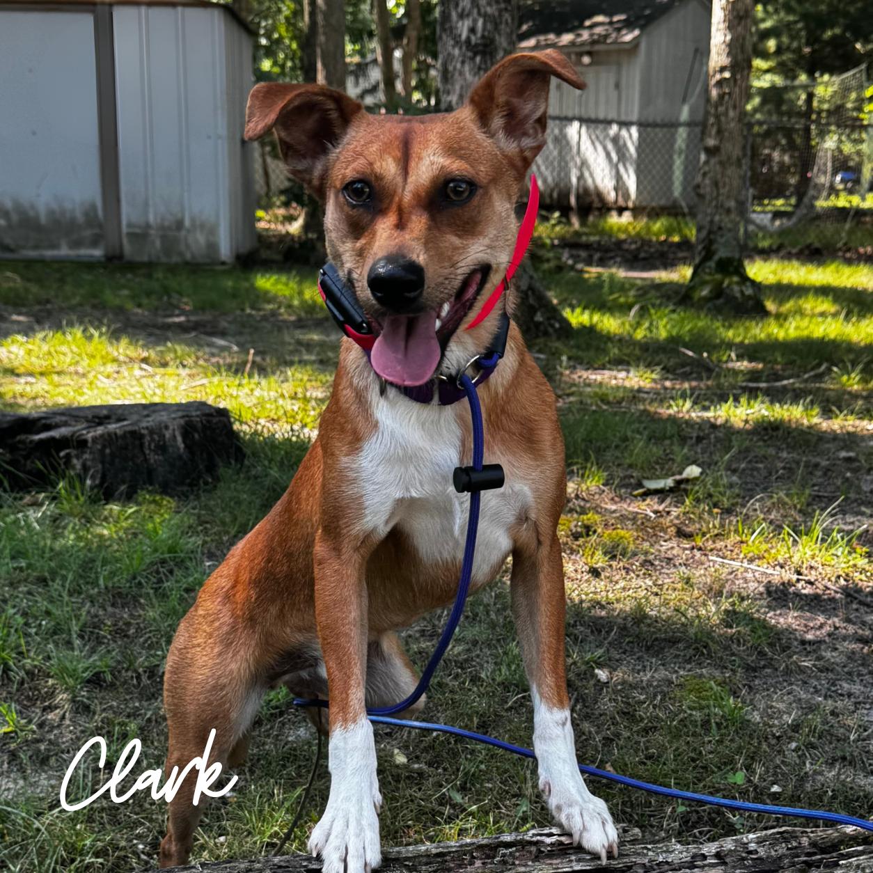 Clark, a Adoptable Mixed Breed in Berlin, NJ image 2/2