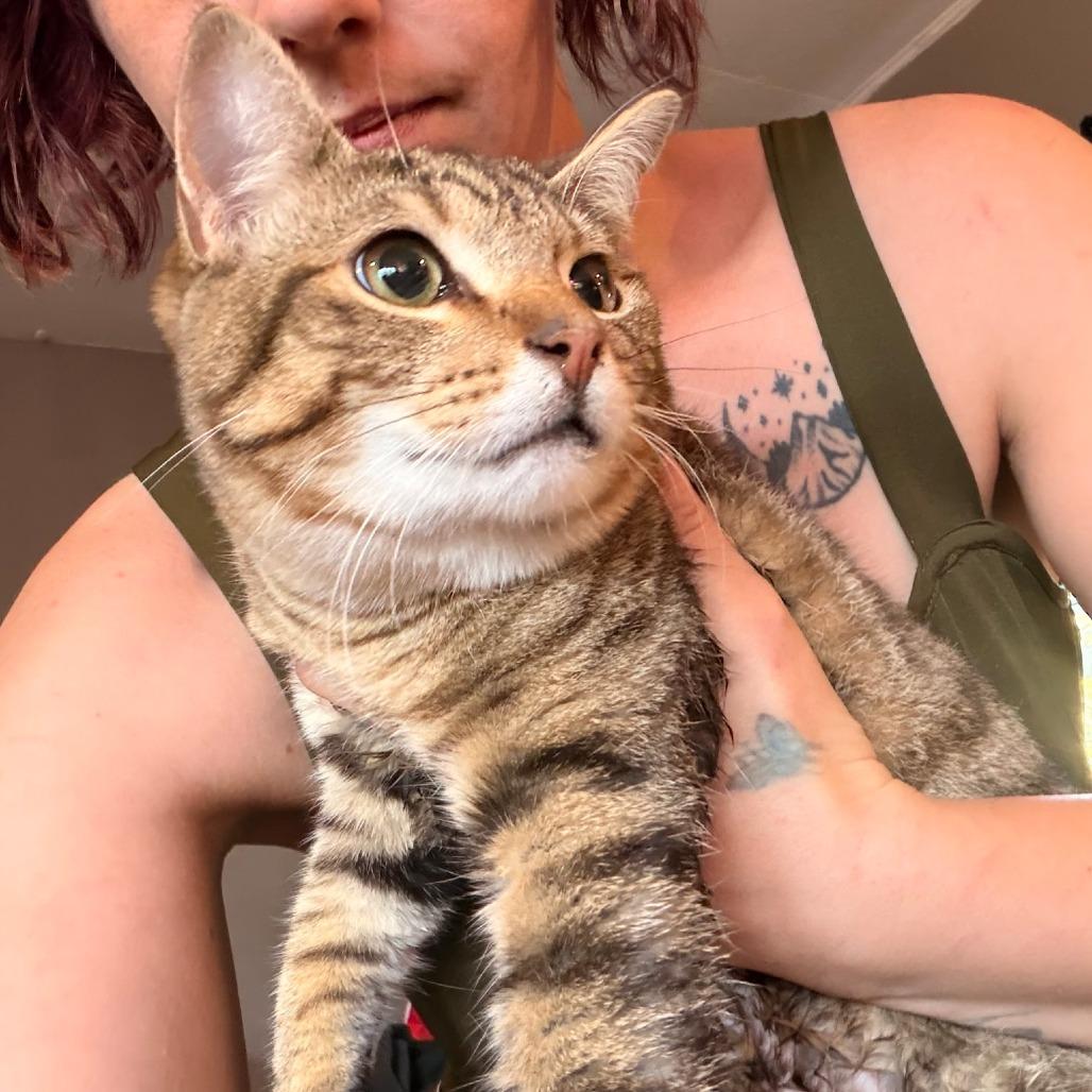 Rowdy, Adoptable, Young Male Domestic Short Hair.