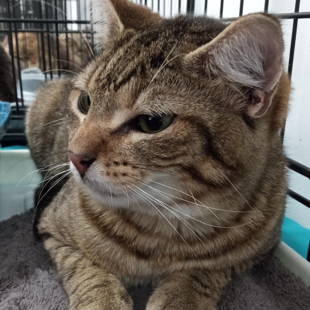 Enlarge Rowdy, a Adoptable Domestic Short Hair in Coos Bay, OR image 2/2