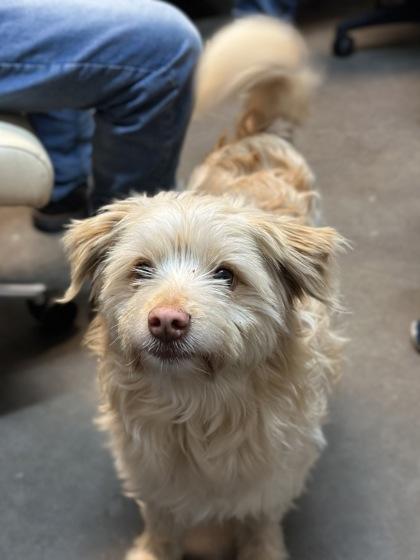 Enlarge Mr.Peanut, a Adoptable mixed breed in Moses Lake, WA image 1/3