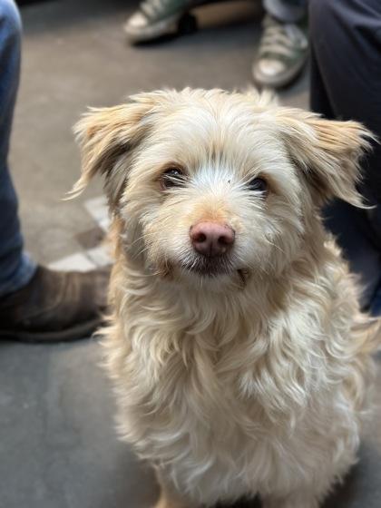 Enlarge Mr.Peanut, a Adoptable mixed breed in Moses Lake, WA image 2/3