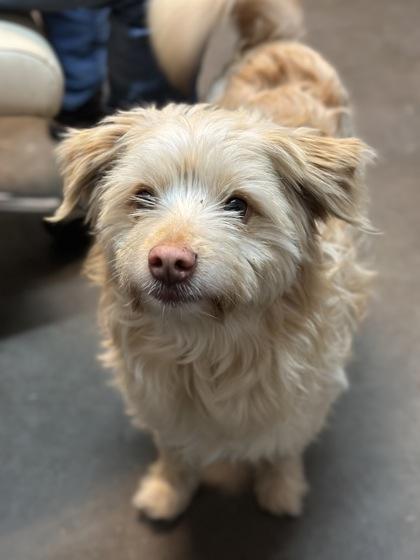 Enlarge Mr.Peanut, a Adoptable mixed breed in Moses Lake, WA image 3/3