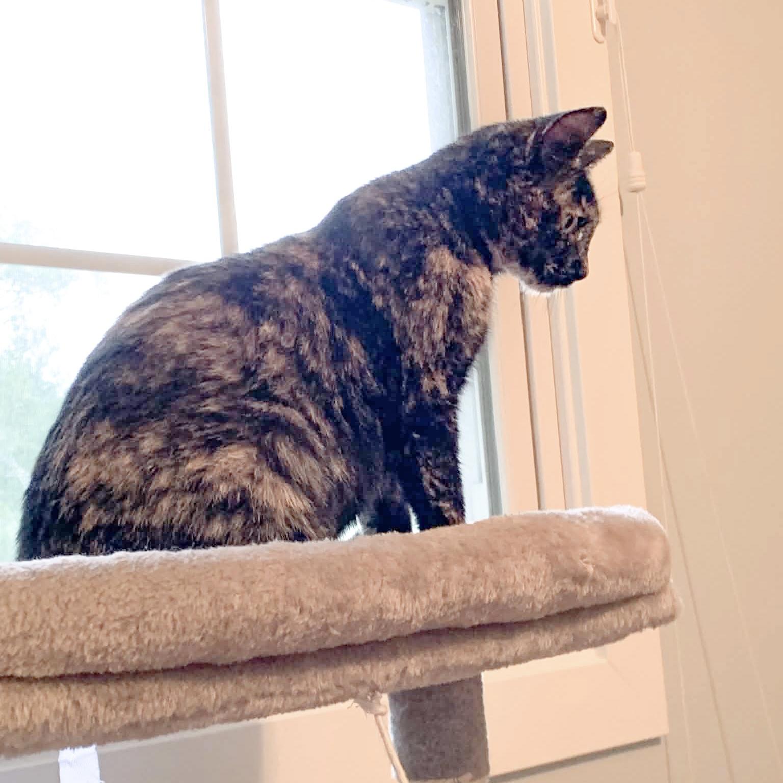 Sugar, Adoptable, Adult Female Domestic Short Hair.
