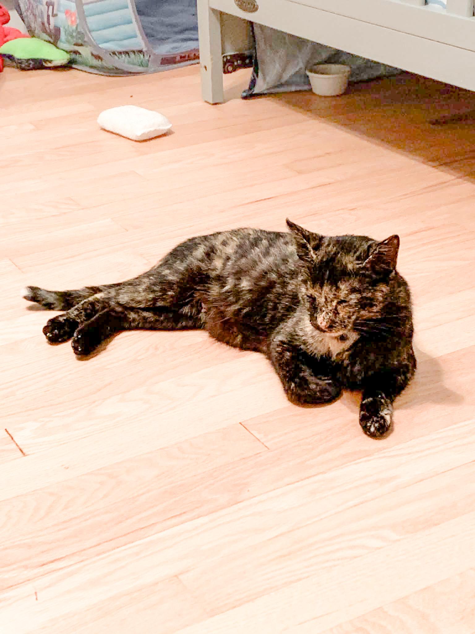 Enlarge Sugar, a Adoptable Domestic Short Hair in Muskego, WI image 2/3