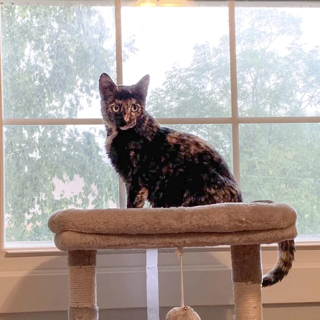 Enlarge Sugar, a Adoptable Domestic Short Hair in Muskego, WI image 3/3