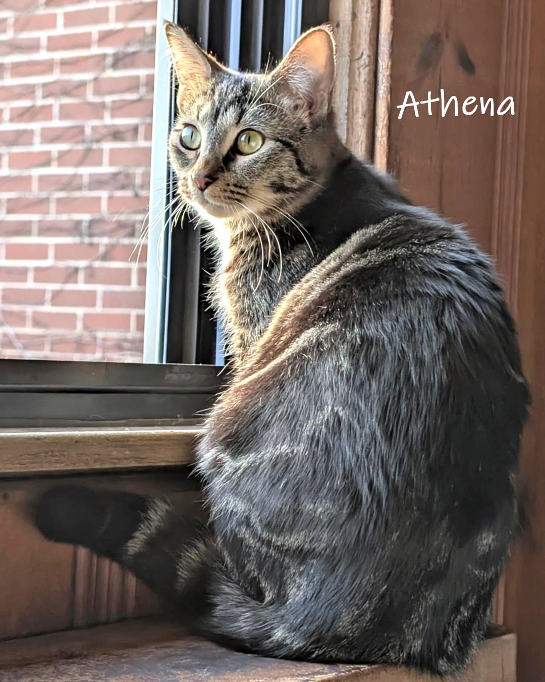Enlarge Athena, a Adoptable Domestic Short Hair in Chicago, IL image 1/5