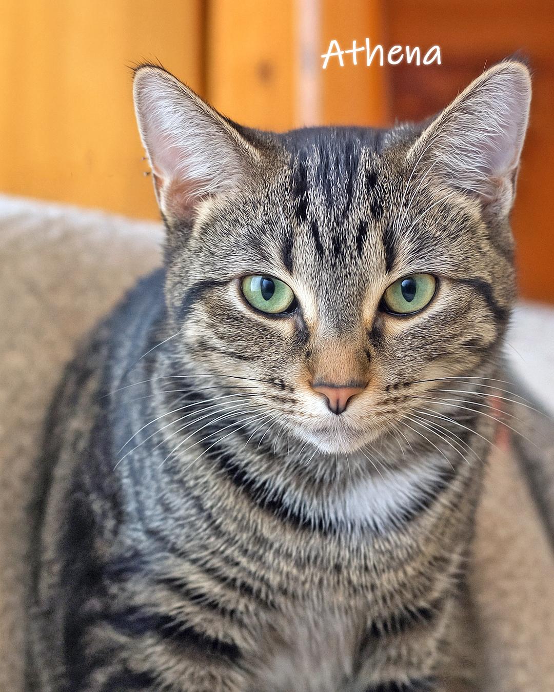 Enlarge Athena, a Adoptable Domestic Short Hair in Chicago, IL image 5/5