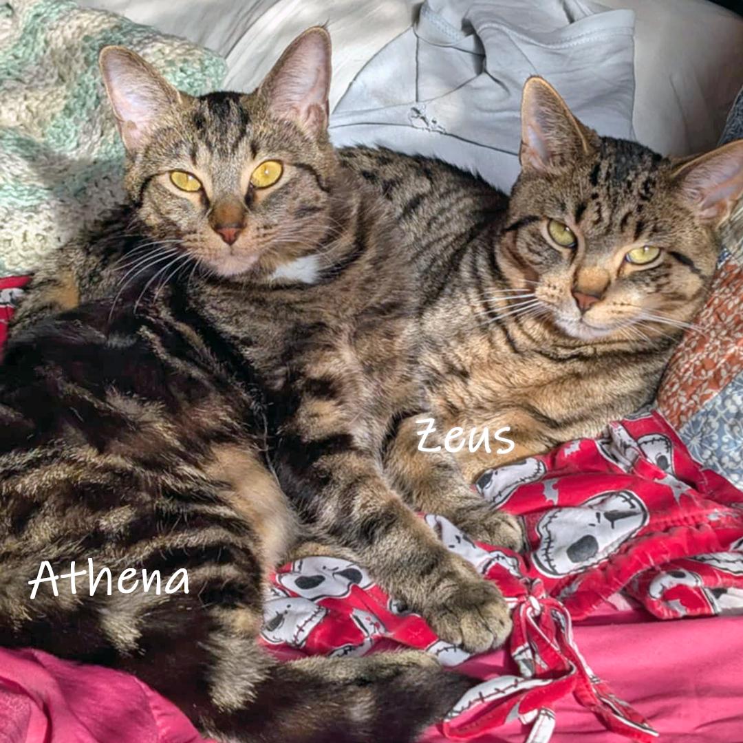 Enlarge Athena, a Adoptable Domestic Short Hair in Chicago, IL image 2/5