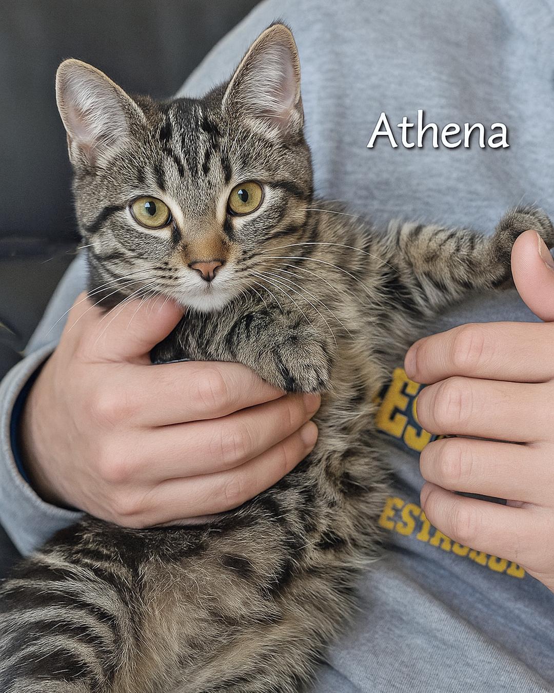 Enlarge Athena, a Adoptable Domestic Short Hair in Chicago, IL image 3/5