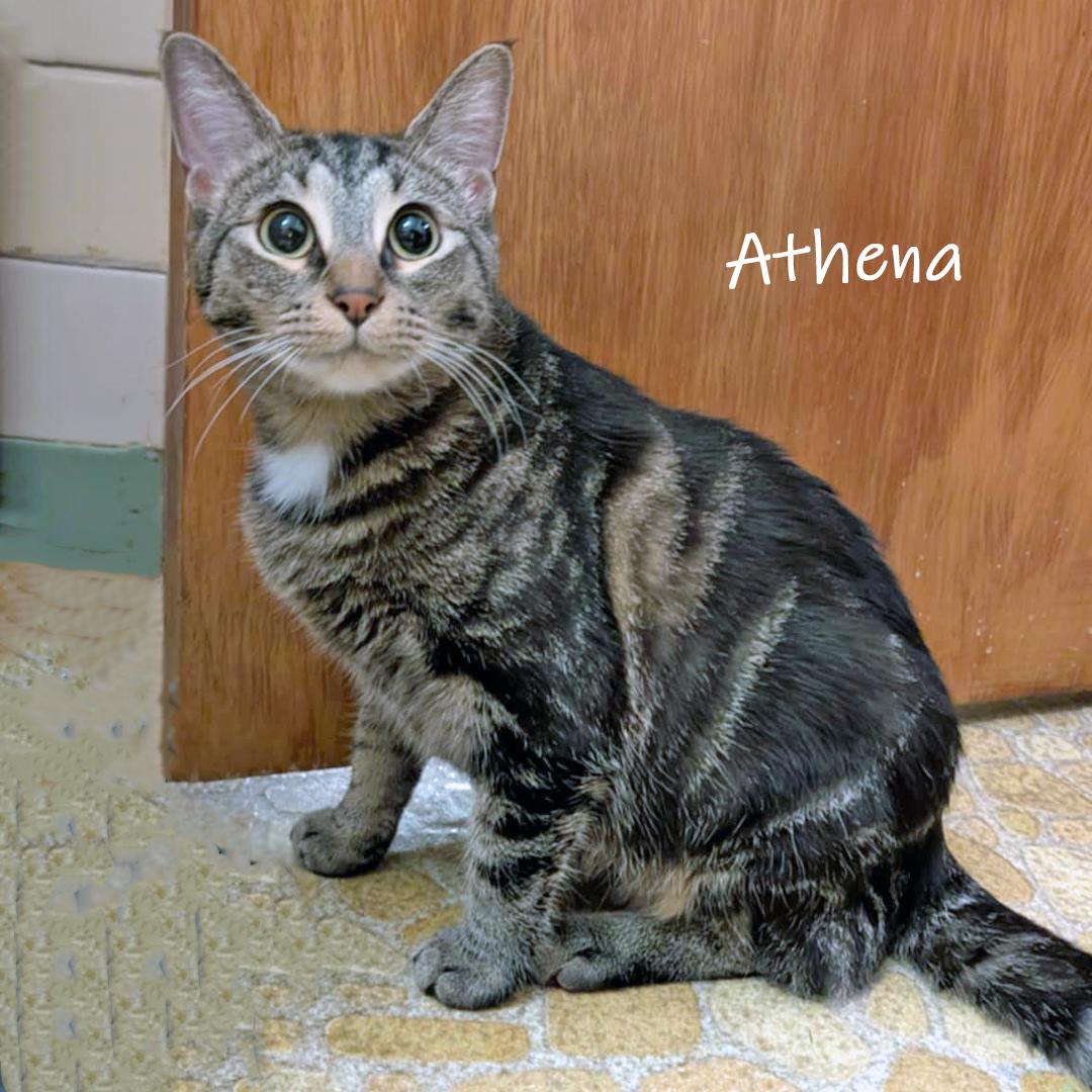 Enlarge Athena, a Adoptable Domestic Short Hair in Chicago, IL image 4/5