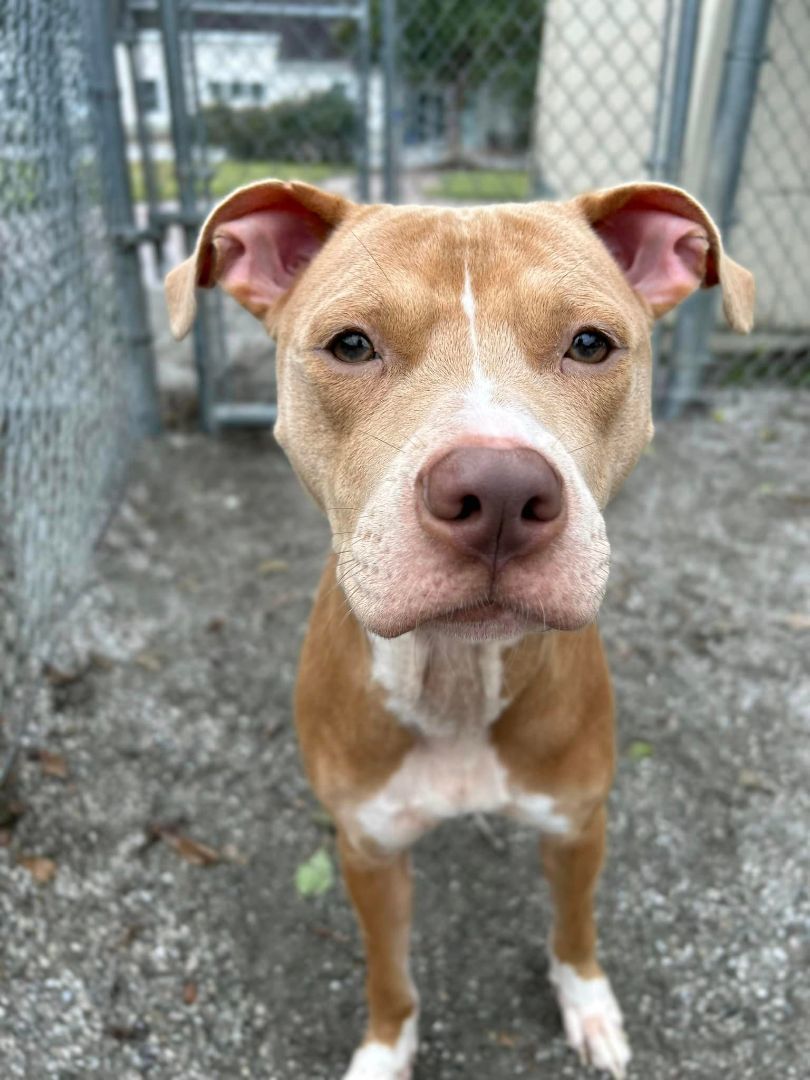 Sweets, an adoptable Mixed Breed in Windsor, VA_image-1