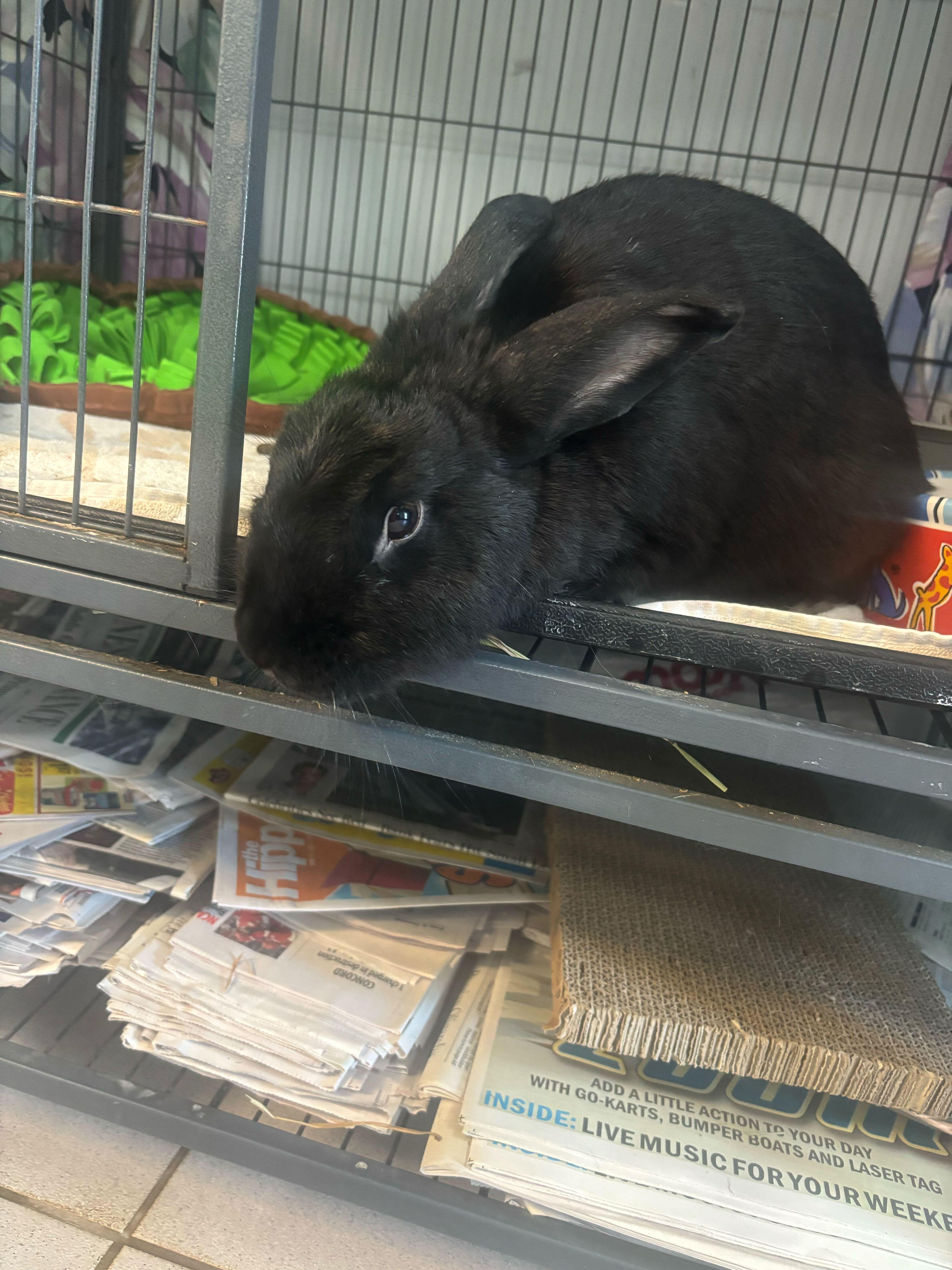 Enlarge Monstrosity, a Adoptable American in Manchester, NH image 5/5