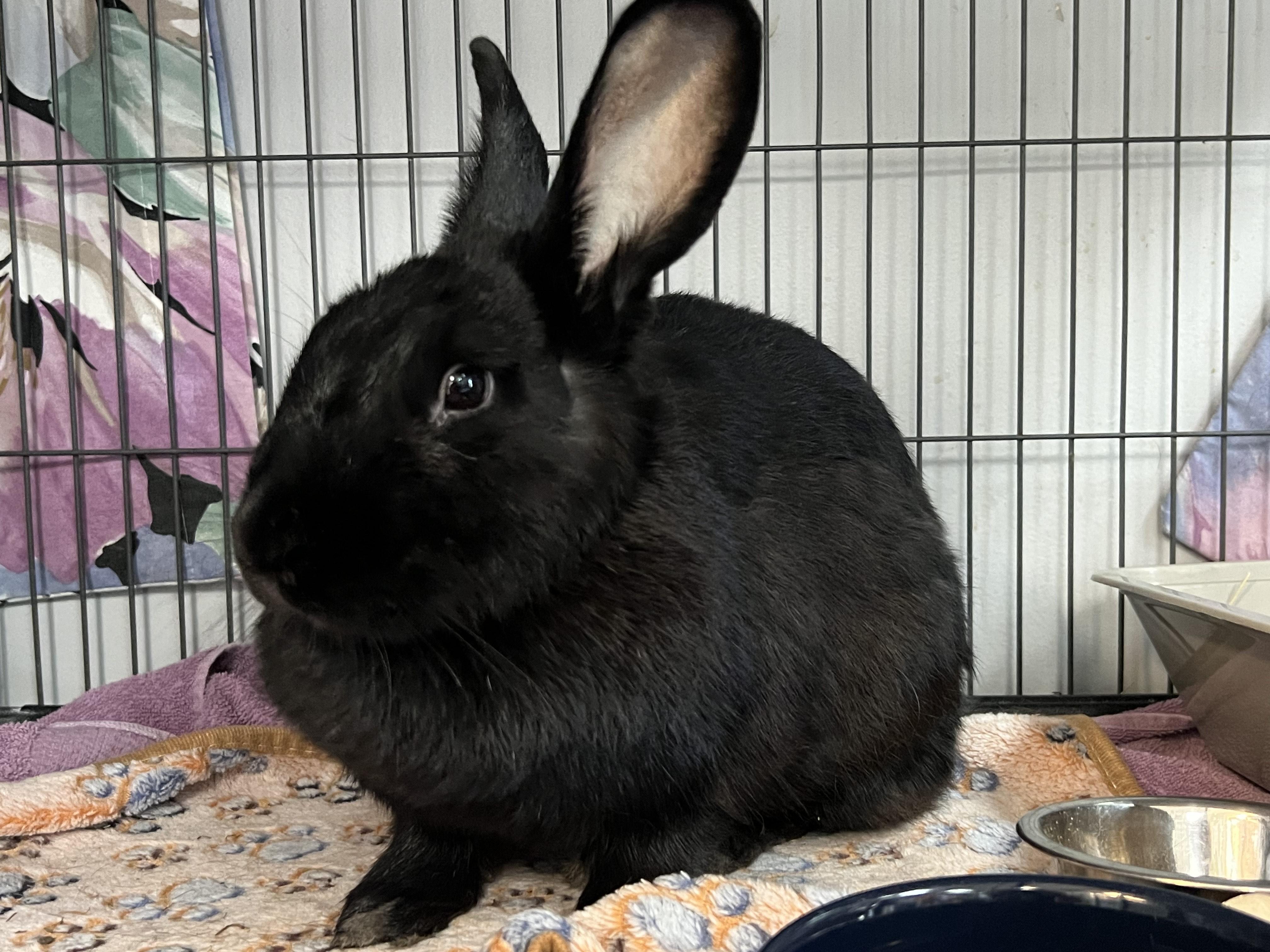 Enlarge Monstrosity, a Adoptable American in Manchester, NH image 1/5