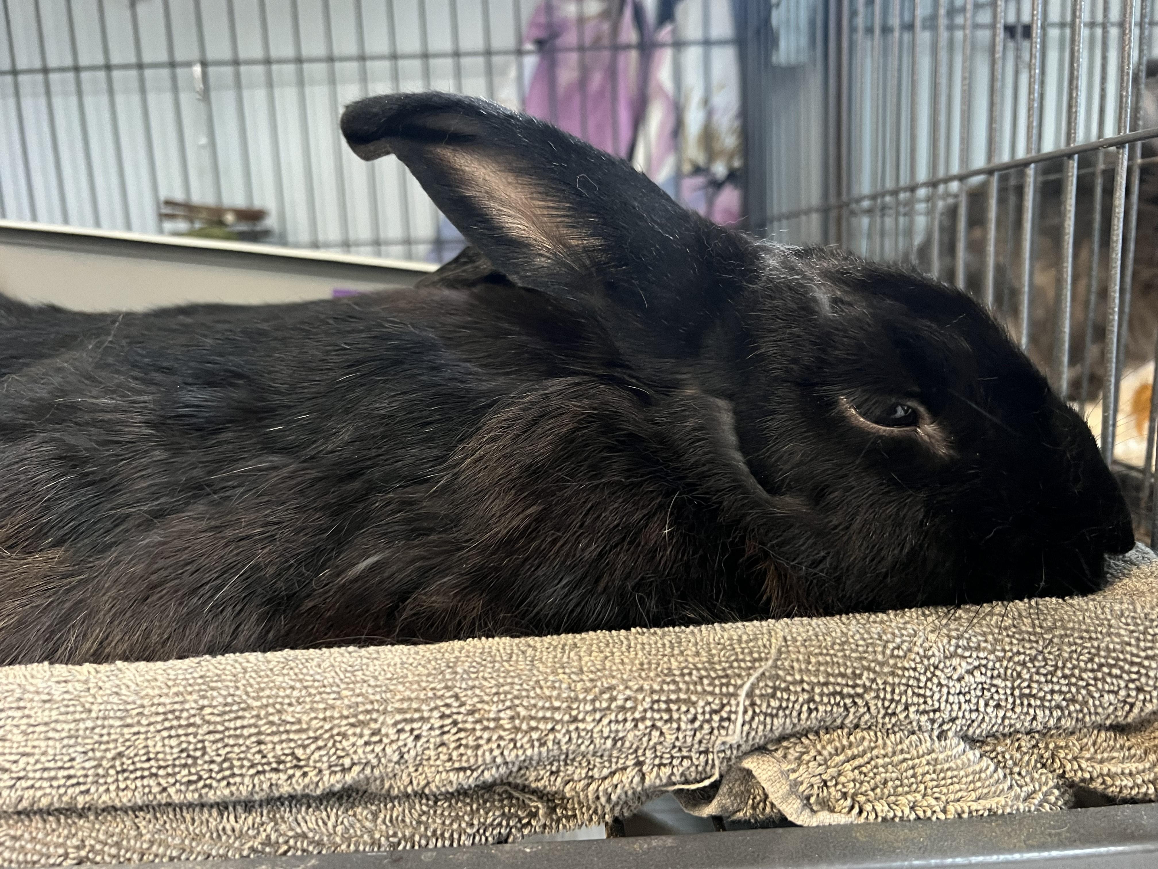 Enlarge Monstrosity, a Adoptable American in Manchester, NH image 2/5