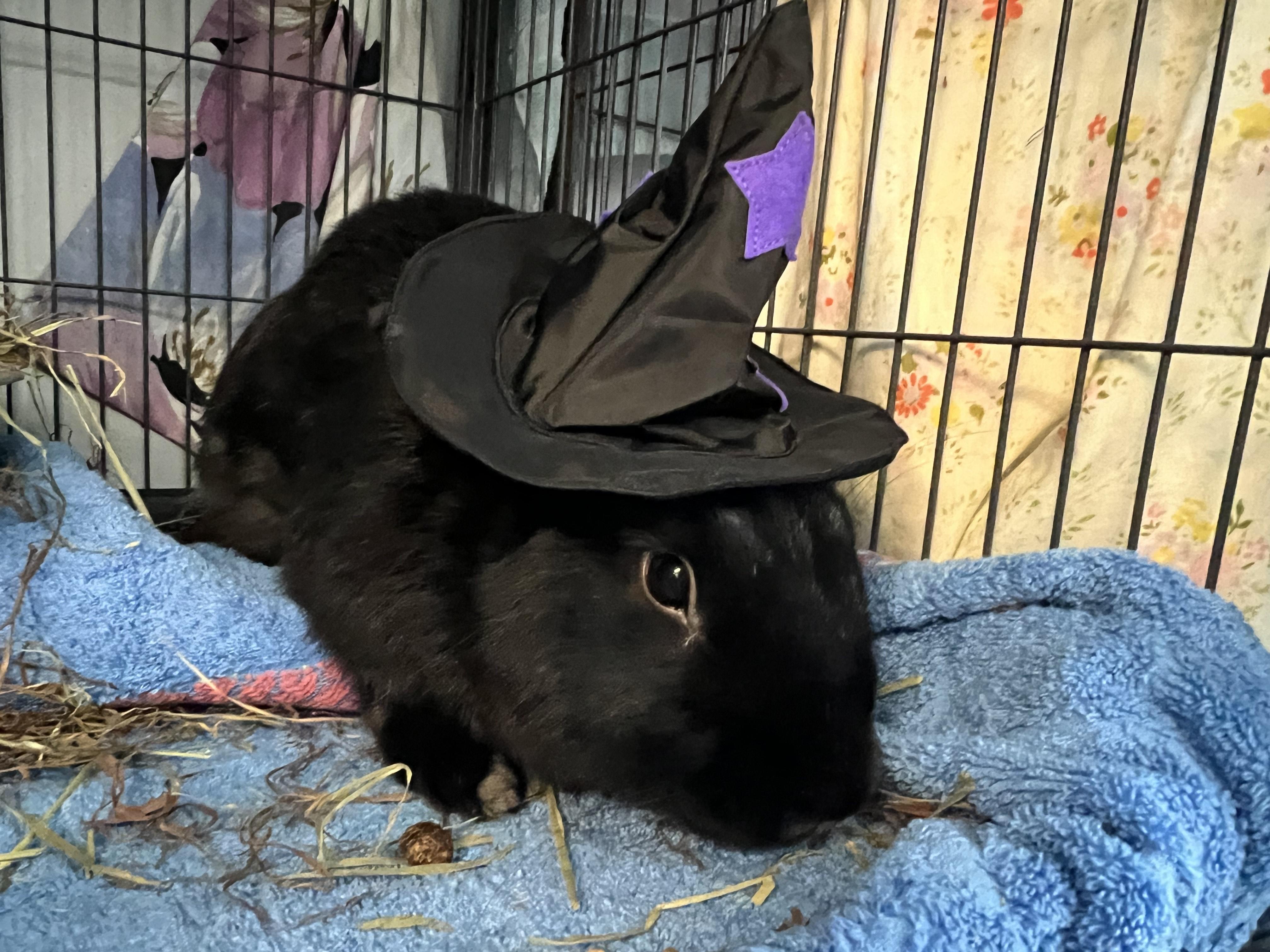 Enlarge Monstrosity, a Adoptable American in Manchester, NH image 3/5