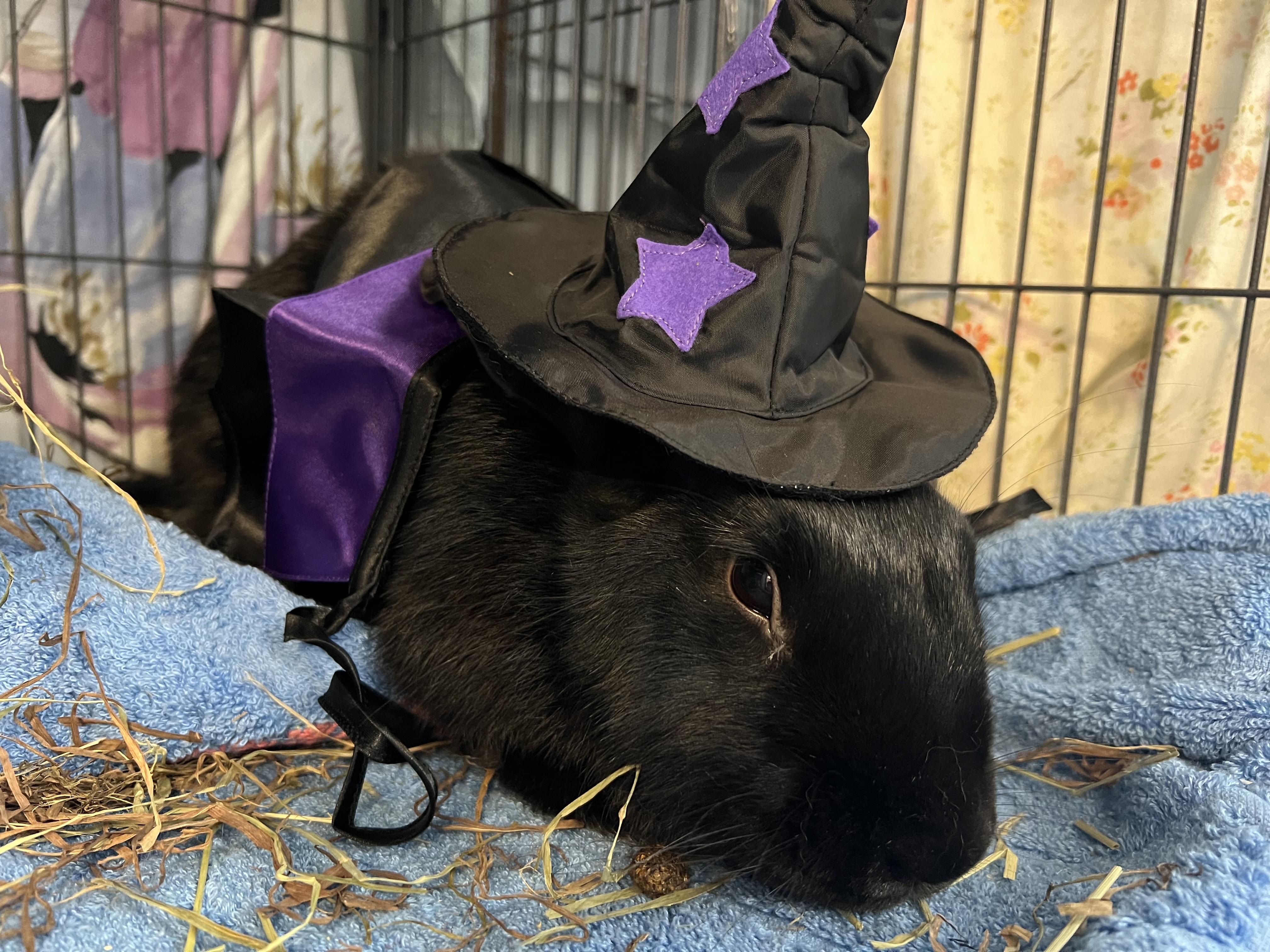 Enlarge Monstrosity, a Adoptable American in Manchester, NH image 4/5