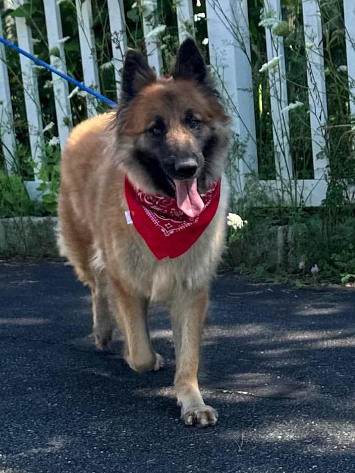 Alina, a Adoptable German Shepherd Dog in Old Westbury, NY image 1/17