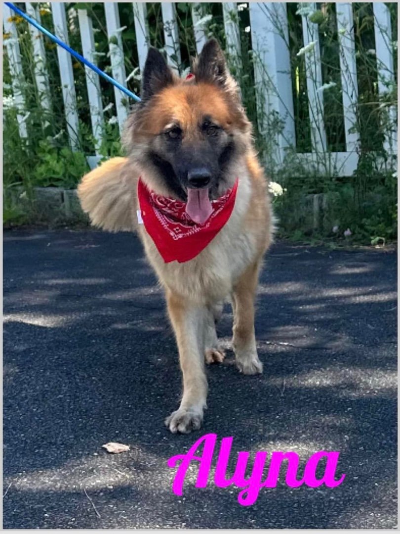 Alina, a Adoptable German Shepherd Dog in Old Westbury, NY image 2/17