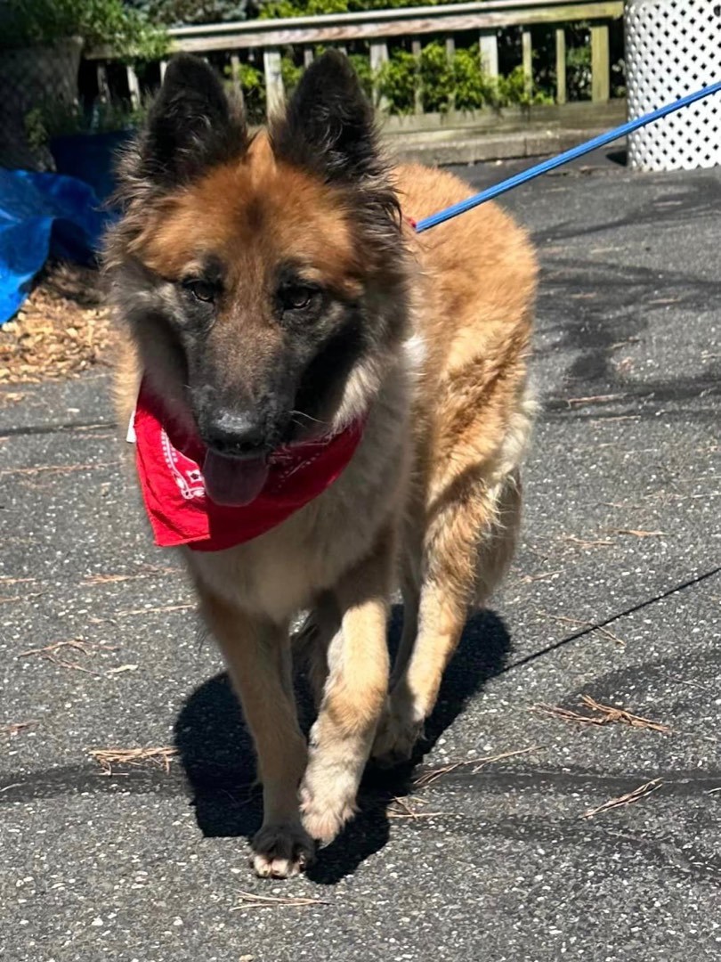 Alina, a Adoptable German Shepherd Dog in Old Westbury, NY image 3/17
