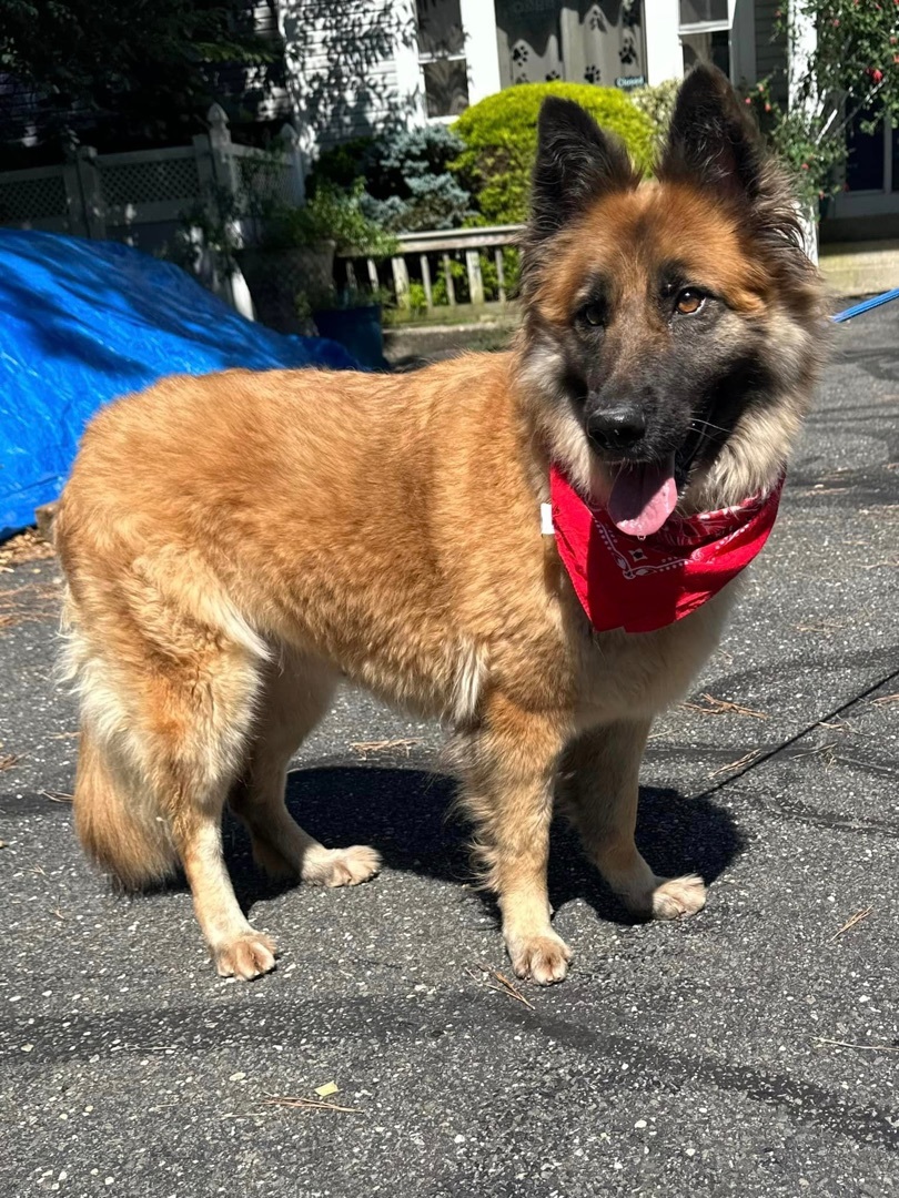 Alina, a Adoptable German Shepherd Dog in Old Westbury, NY image 4/17