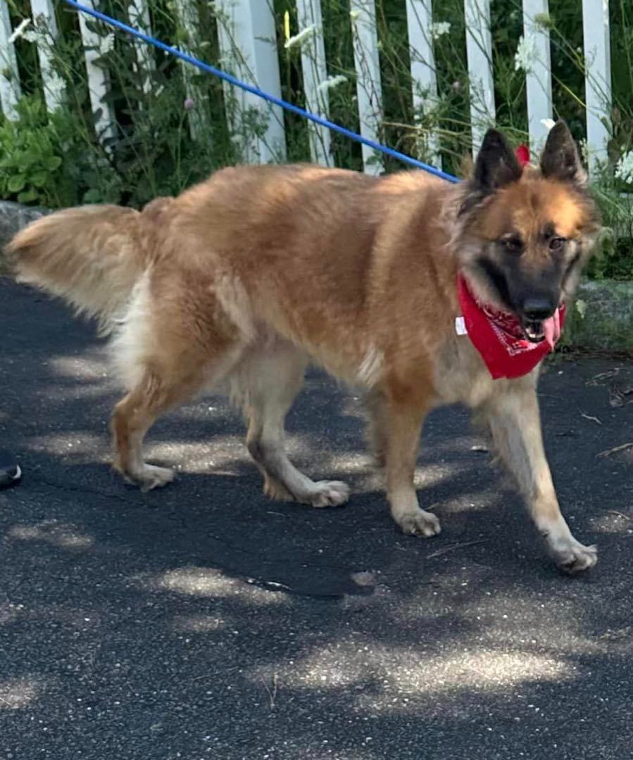 Alina, a Adoptable German Shepherd Dog in Old Westbury, NY image 5/17