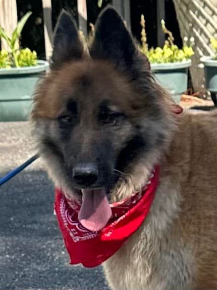 Alina, a Adoptable German Shepherd Dog in Old Westbury, NY image 6/17