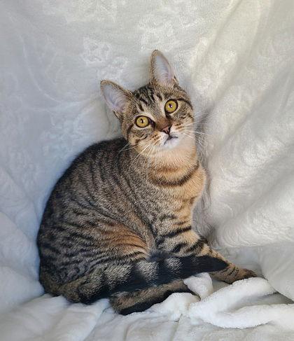 6747 (Maya), Adoptable, Young Female Domestic Short Hair.
