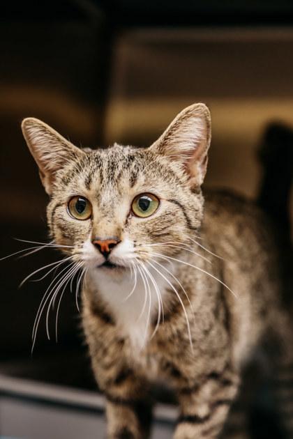 Suzie, Adoptable, Young Female Domestic Short Hair & Domestic Short Hair.