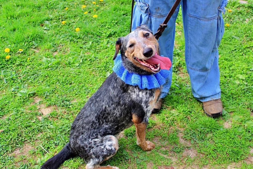 Twix, Adoptable, Young Male Australian Cattle Dog / Blue Heeler.