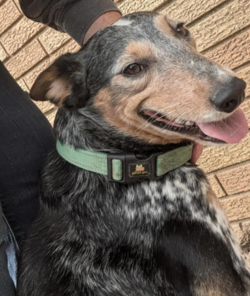 Twix, Adoptable, Young Male Australian Cattle Dog / Blue Heeler.