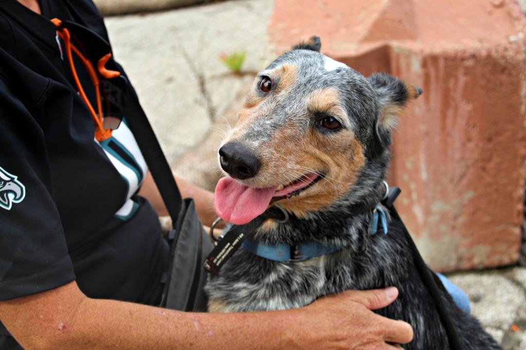 Enlarge Twix, a Adoptable mixed breed in Indianapolis, IN image 3/6