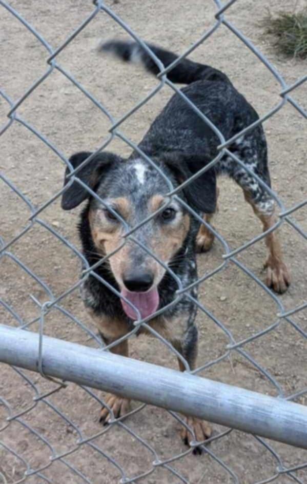 Enlarge Twix, a Adoptable mixed breed in Indianapolis, IN image 4/6