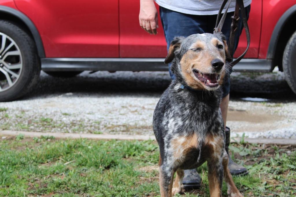 Enlarge Twix, a Adoptable mixed breed in Indianapolis, IN image 5/6
