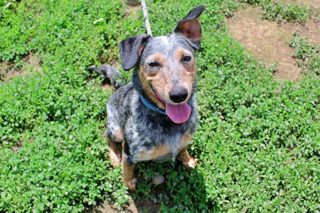 Twix, a Adoptable mixed breed in Indianapolis, IN image 5/6